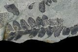 Pennsylvanian Fossil Fern (Neuropteris) Plate - Kentucky #137722-2